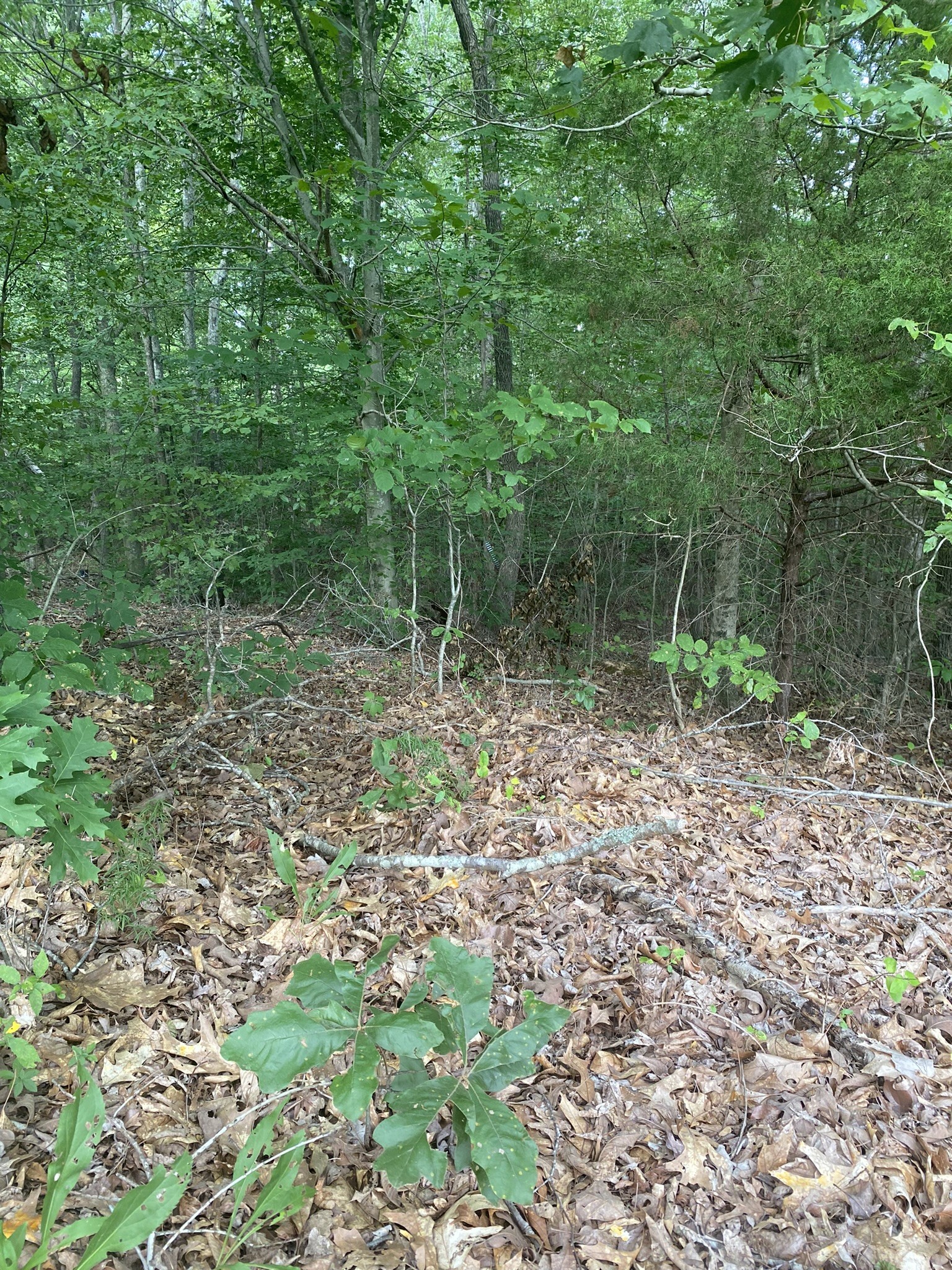 124 Little Pond Road Big Rock, TN 37023 - Photo 10 of 16 Gallery Image 10