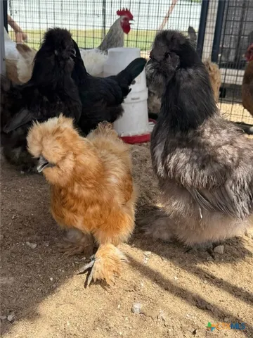 a view of a backyard with swimming pool