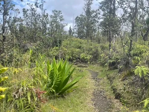 a view of a yard with plants