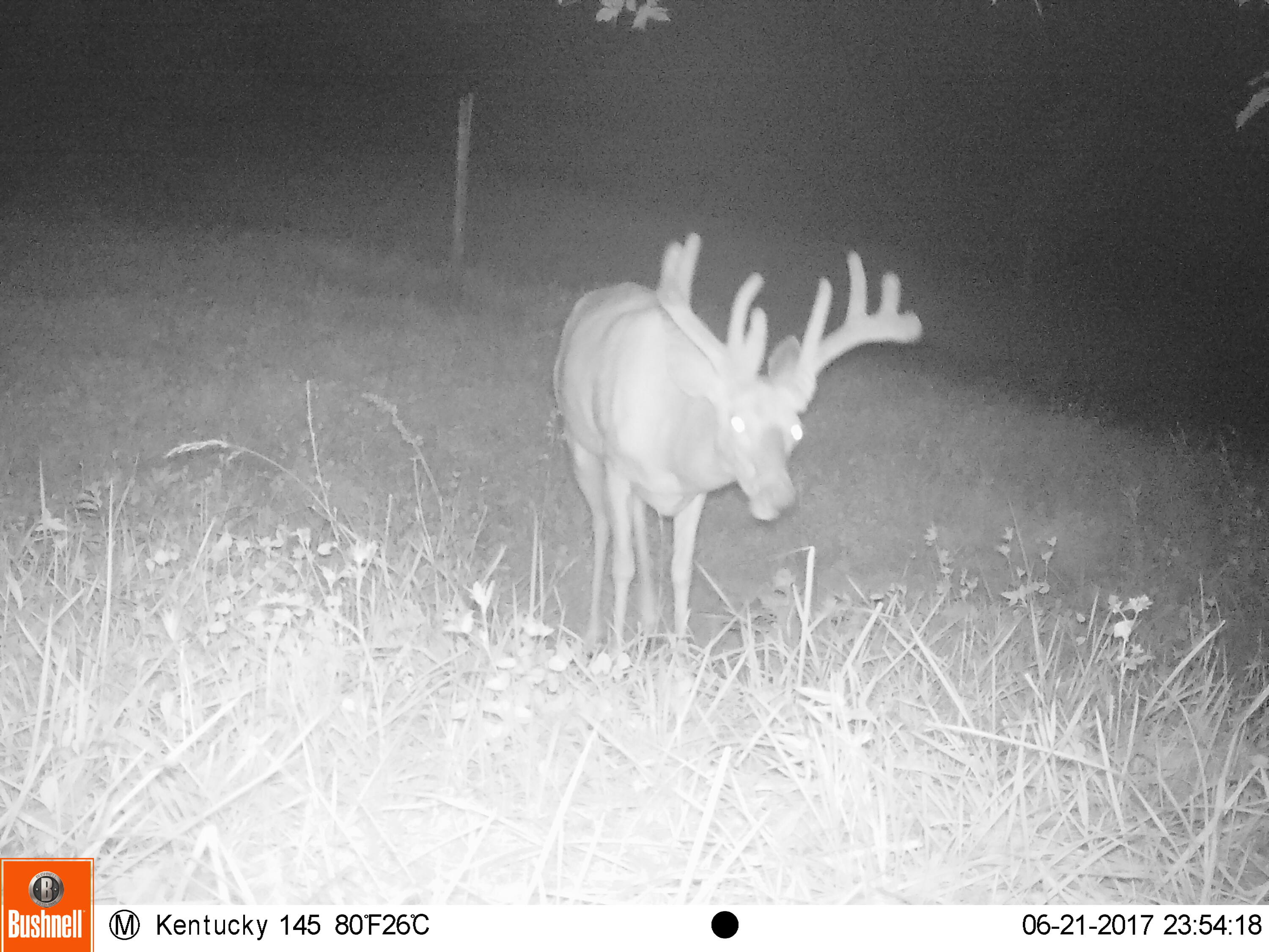 0 Mann Road Mount Olivet, KY 41064 - Photo 44 of 46