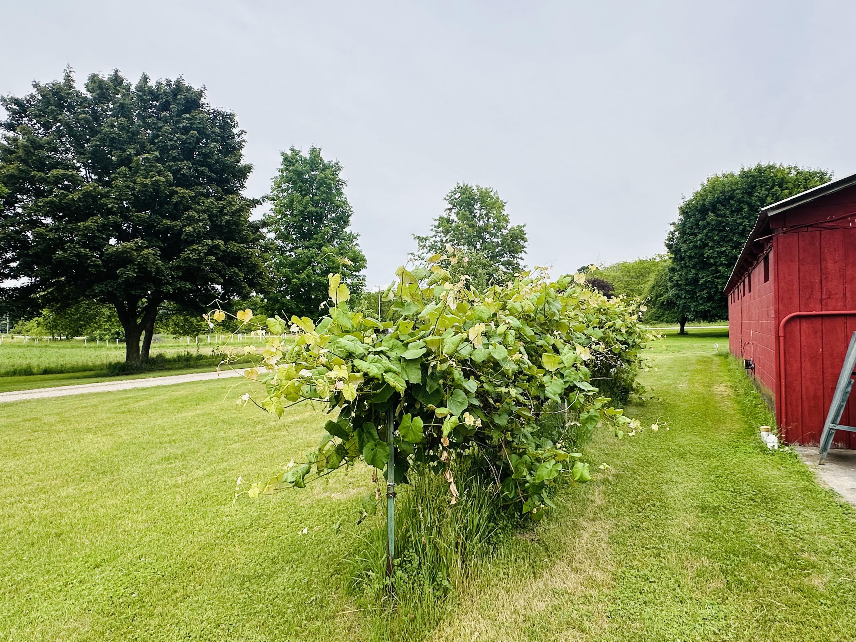 5372 Milarch Road Manistee, MI 49660 - Photo 5 of 41 Grape vines along barn side