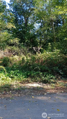 a view of a yard with plants and large trees