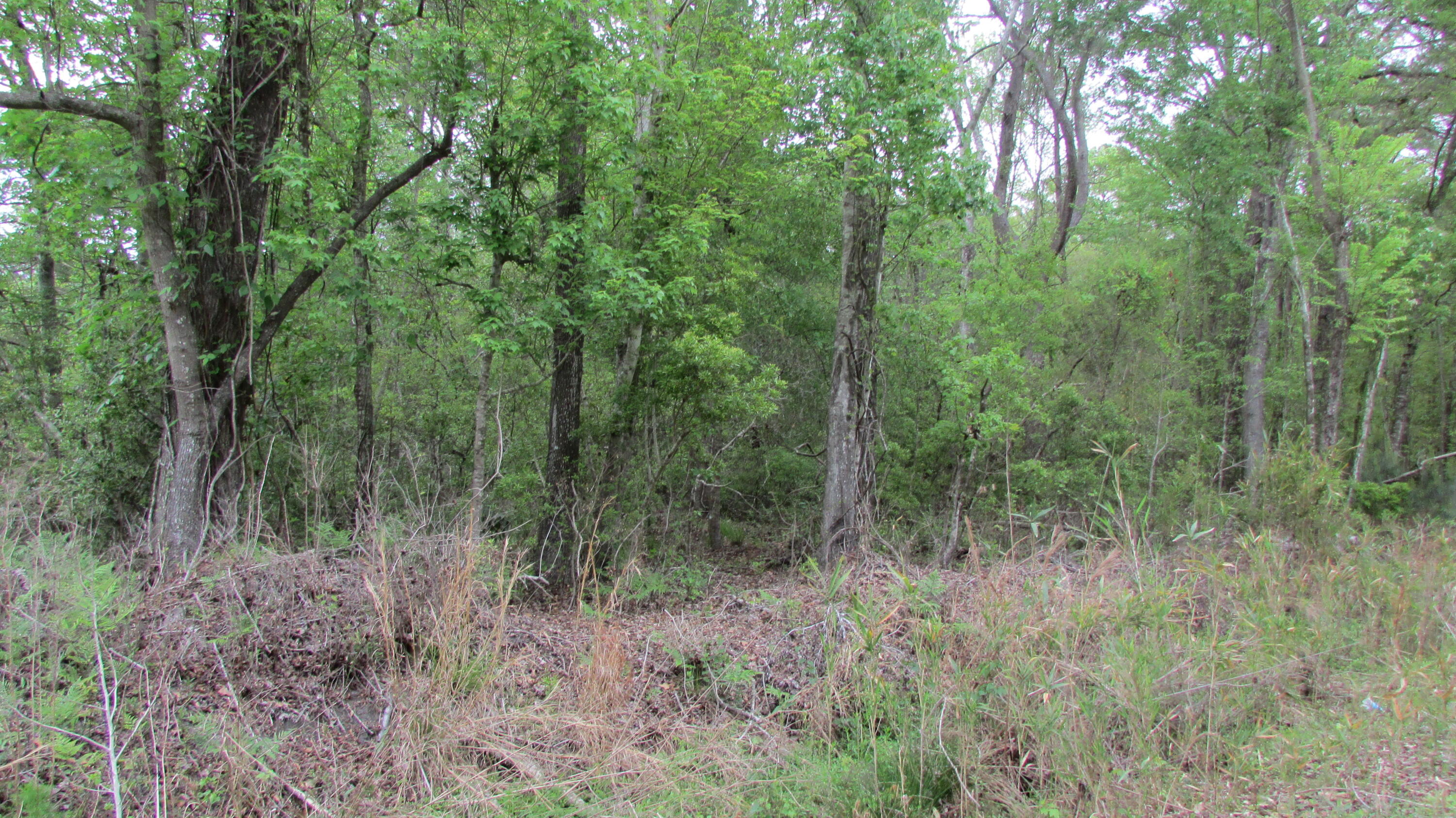 0 Benjamin Road Johns Island, SC 29455 - Photo 6 of 7 IMG_2664