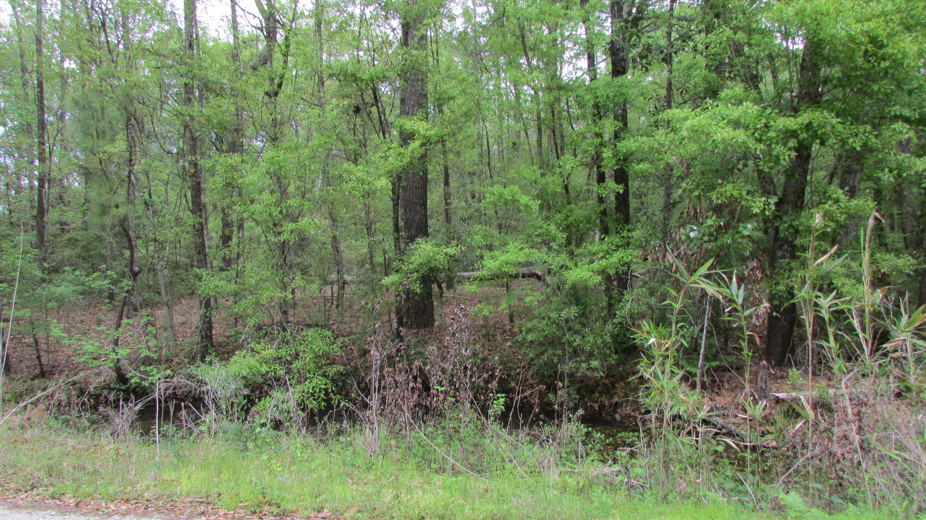 0 Benjamin Road Johns Island, SC 29455 - Photo 7 of 7 IMG_2665