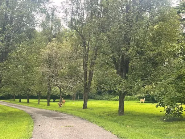 a view of a park with large trees