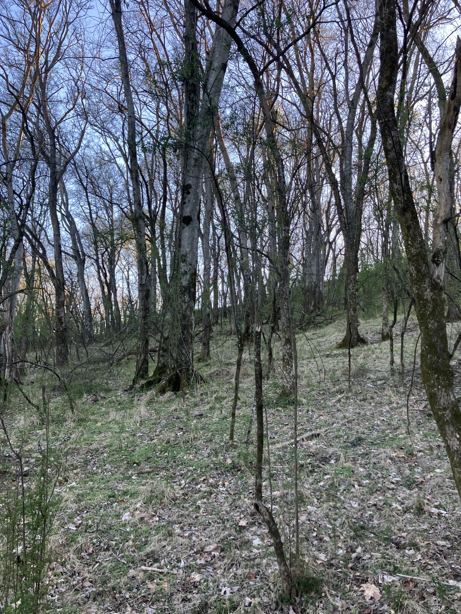 0 North 3rd Street Pulaski, TN 38478 - Photo 12 of 31 a view of a forest filled with trees