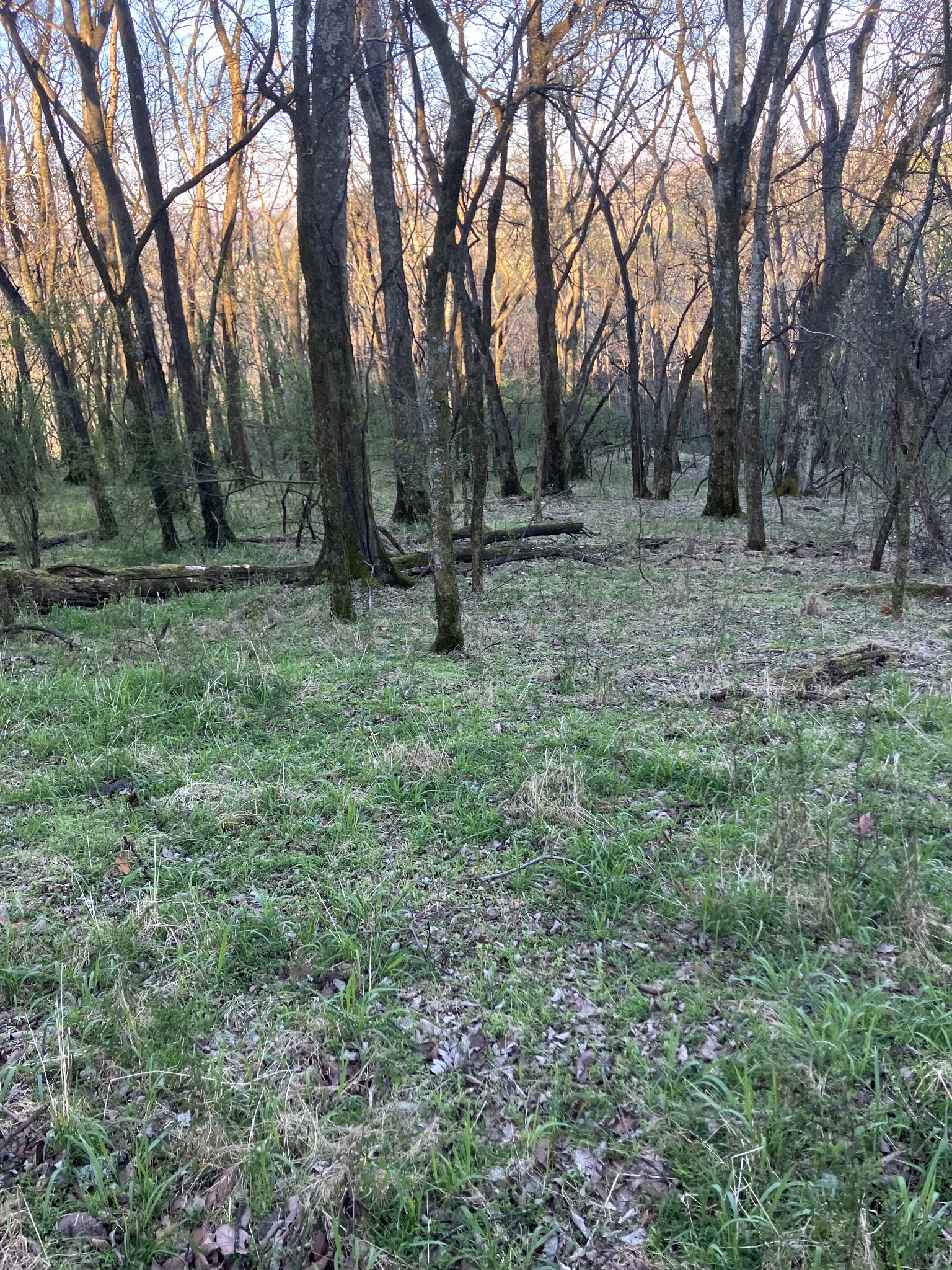 0 North 3rd Street Pulaski, TN 38478 - Photo 13 of 31 a backyard of a house with trees and wooden fence