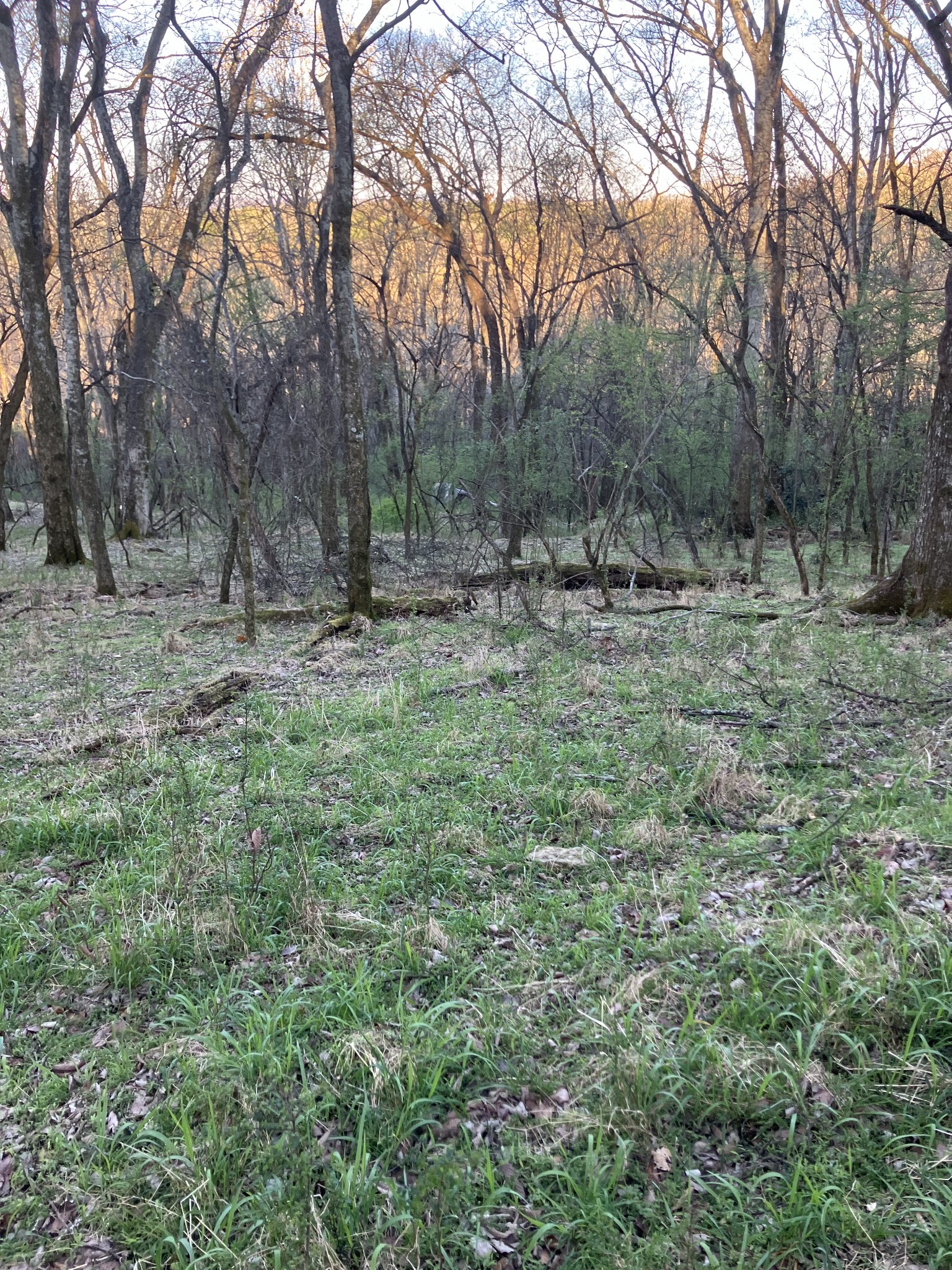 0 North 3rd Street Pulaski, TN 38478 - Photo 14 of 31 a fire hydrant in the middle of a field