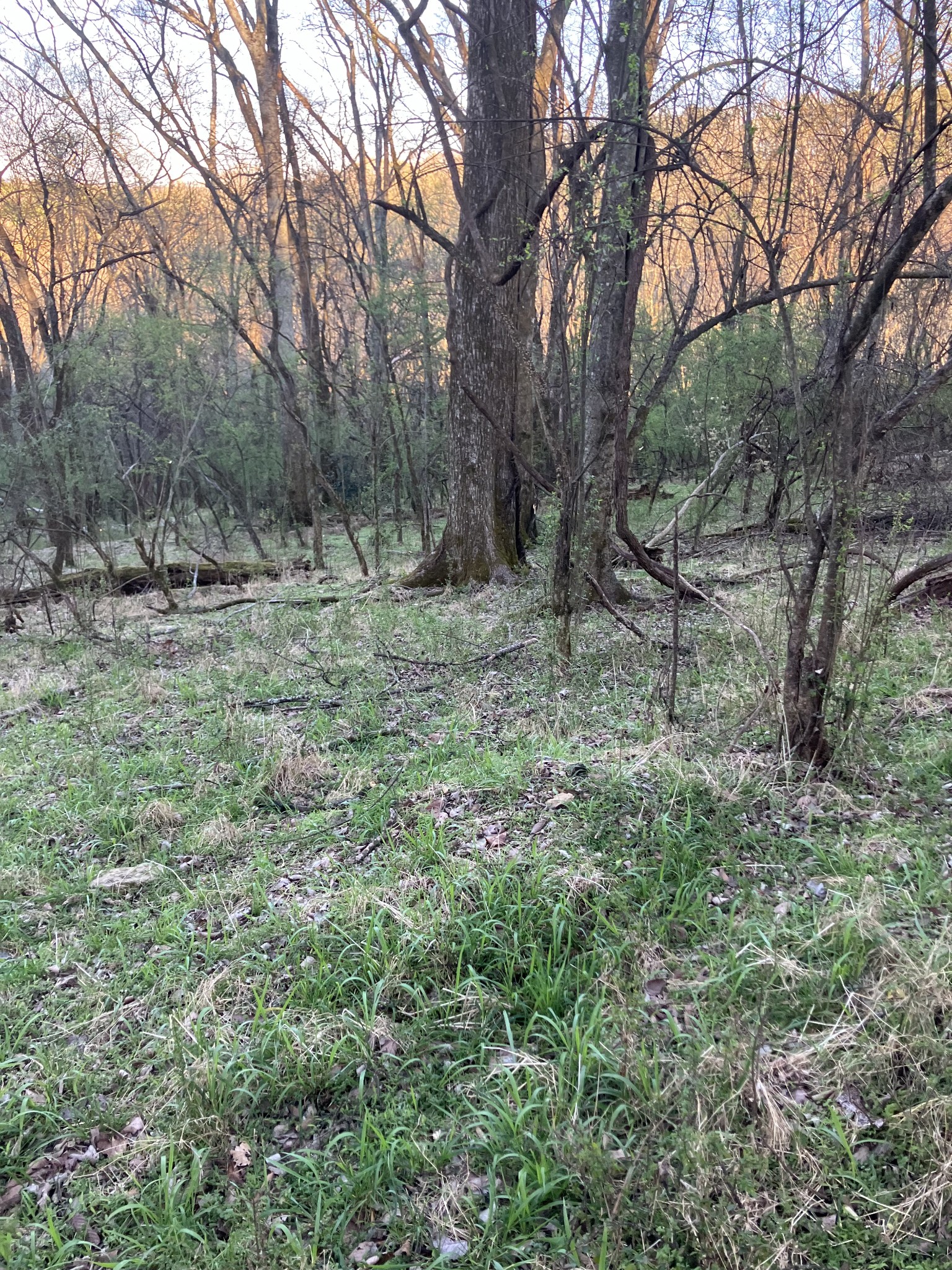 0 North 3rd Street Pulaski, TN 38478 - Photo 15 of 31 a view of a forest filled with trees