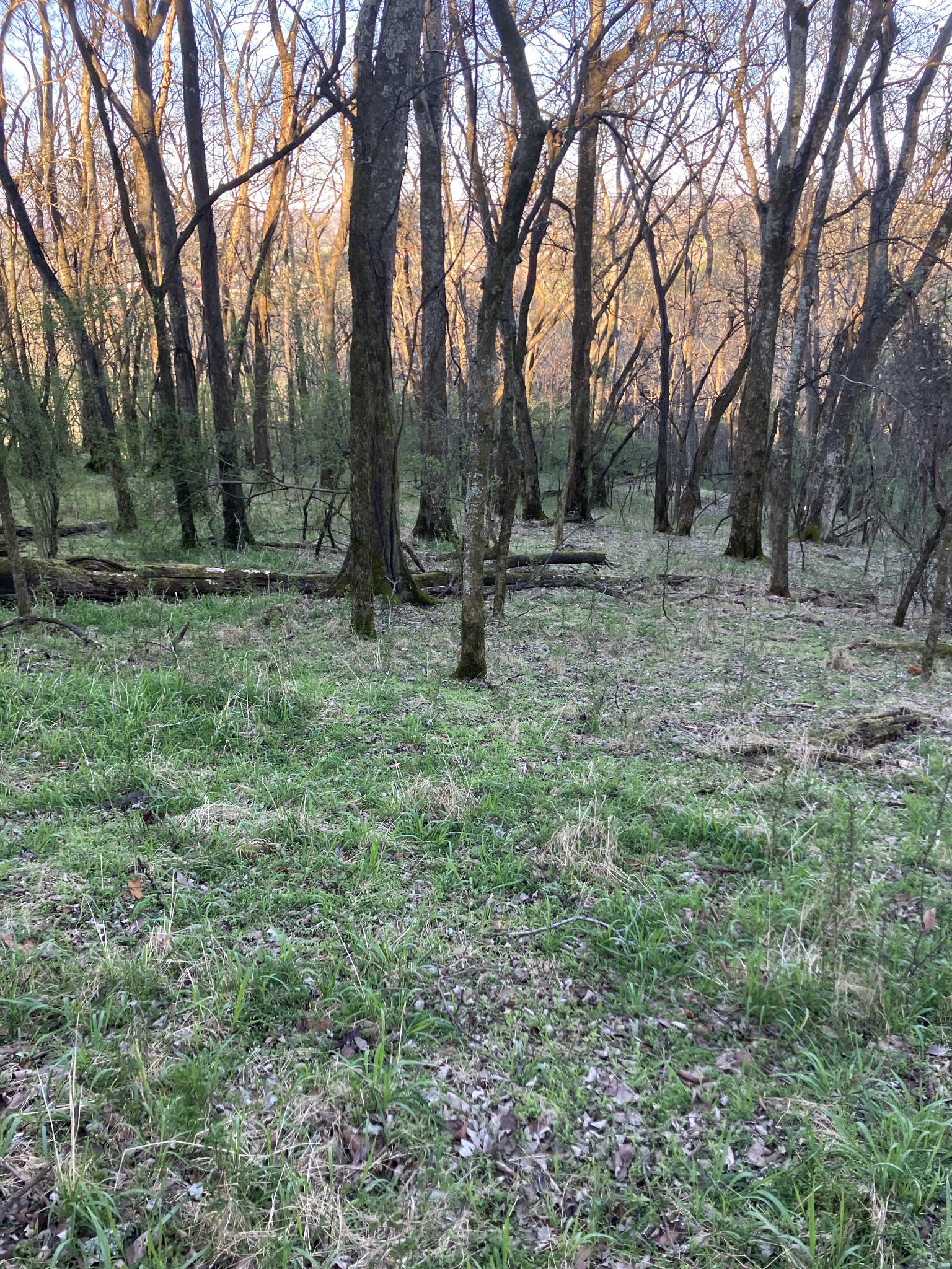 0 North 3rd Street Pulaski, TN 38478 - Photo 20 of 31 a view of some trees in the middle of a yard