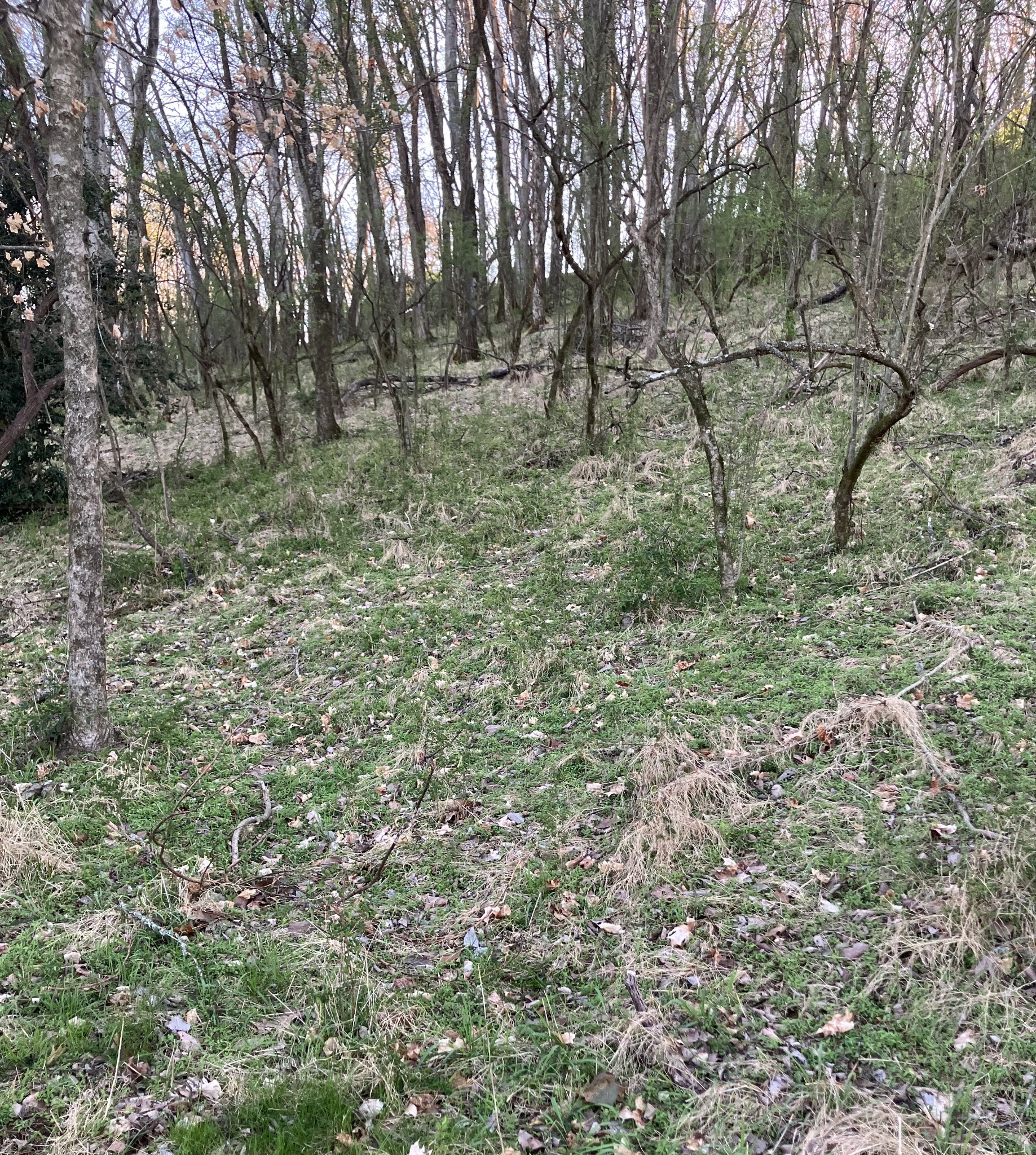 0 North 3rd Street Pulaski, TN 38478 - Photo 26 of 31 a big yard with lots of green space and deers
