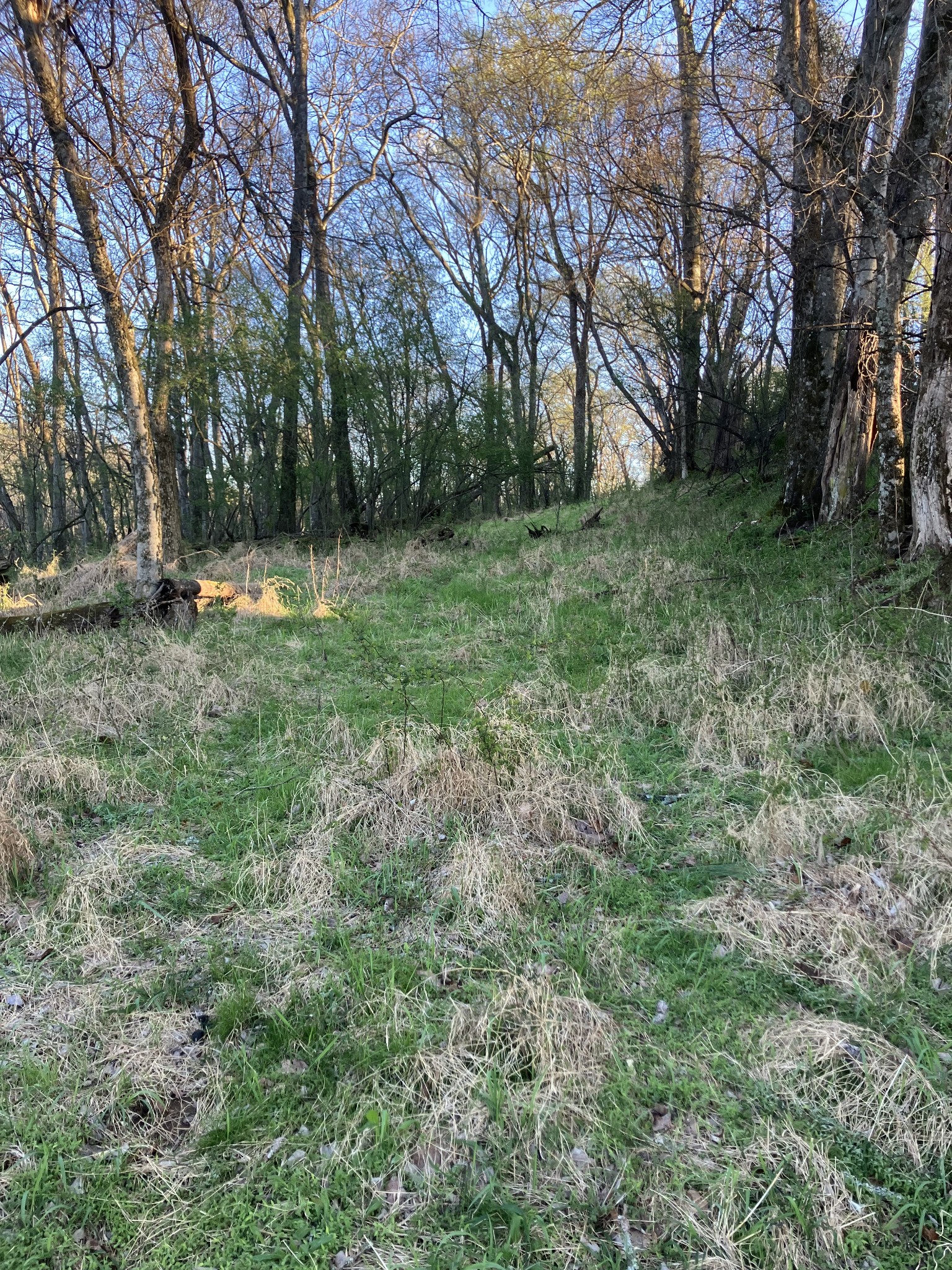 0 North 3rd Street Pulaski, TN 38478 - Photo 27 of 31 a view of a yard with a tree