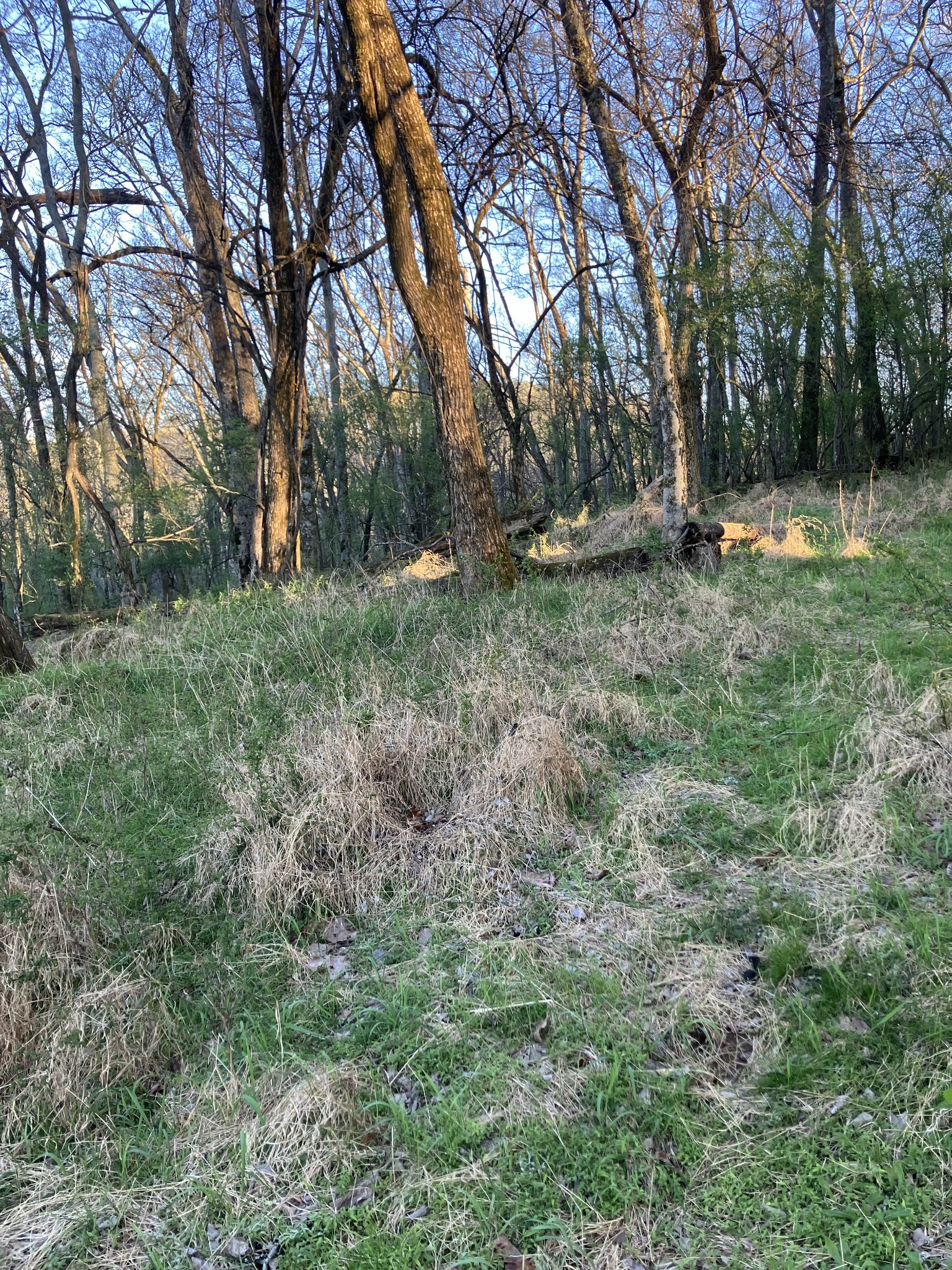0 North 3rd Street Pulaski, TN 38478 - Photo 28 of 31 a view of outdoor space with trees