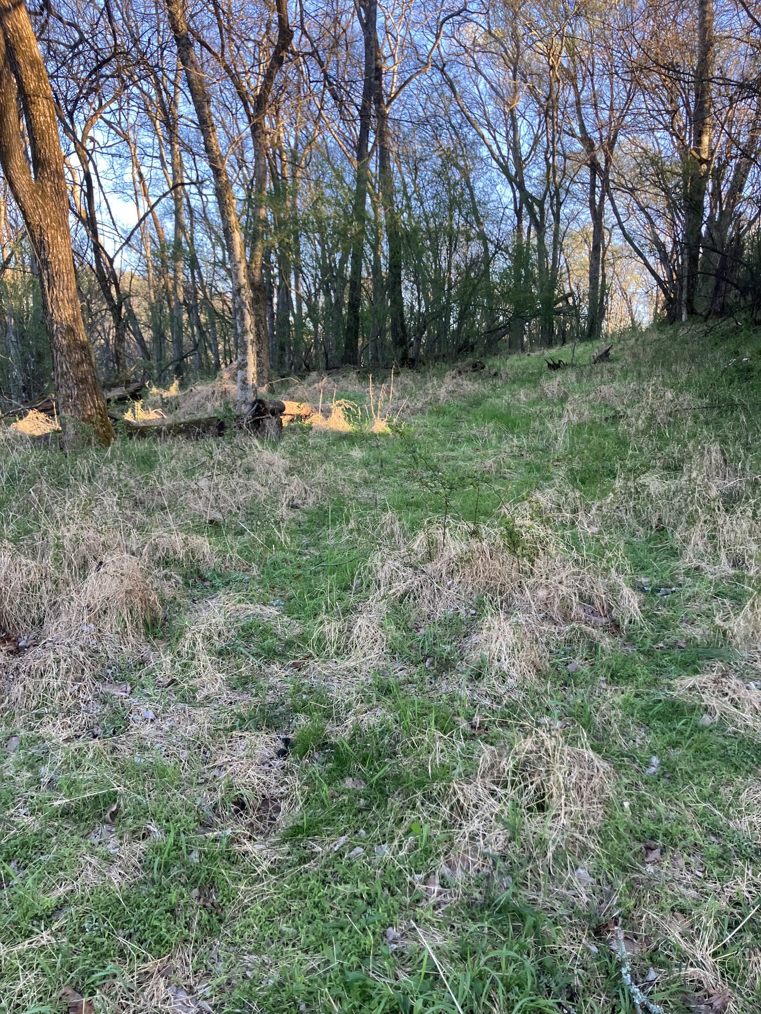 0 North 3rd Street Pulaski, TN 38478 - Photo 29 of 31 a backyard of a house with lots of green space
