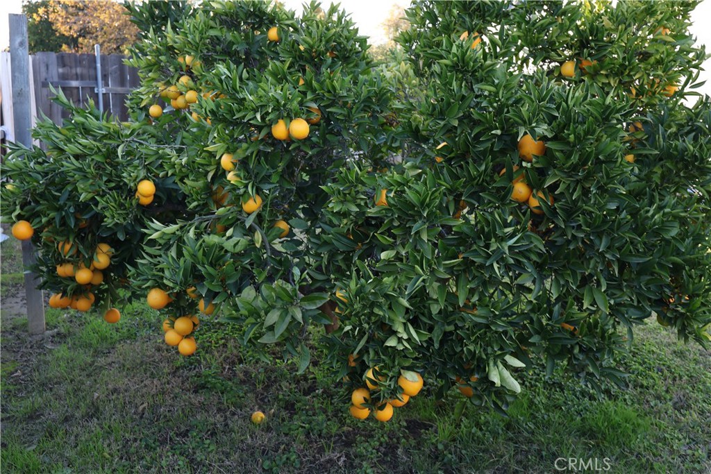 1311 6th Avenue Corning, CA 96021 - Photo 29 of 48 a backyard of a house with lots of green space and two chairs