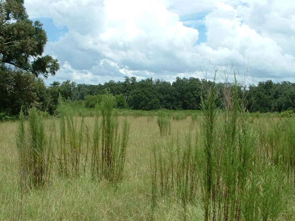 2 Klondike Road Bascom, FL 32423 - Photo 8 of 10
