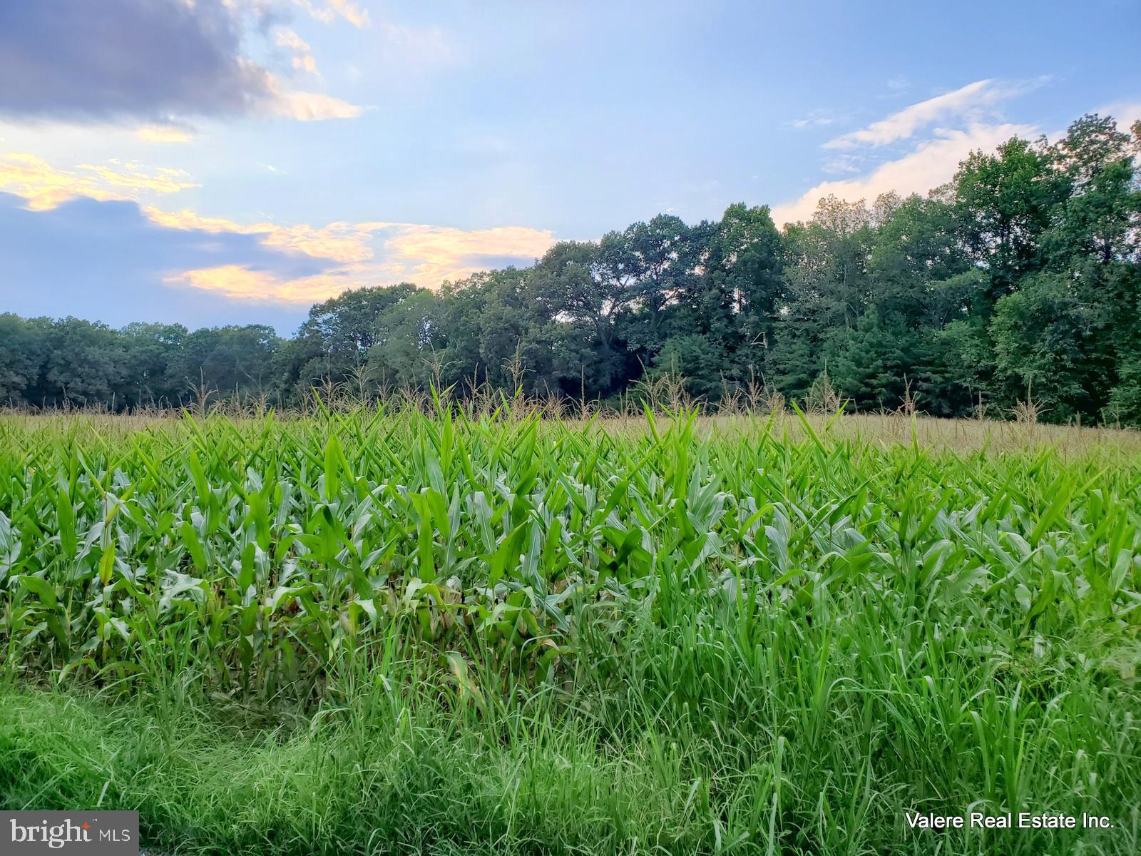 0 Rabbit Run Road Bumpass, VA 23024 - Photo 4 of 11 Farmer's corn crop to be harvested this Fall.