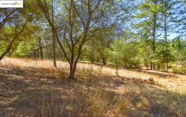 a view of yard with trees