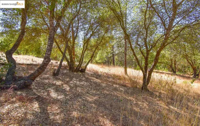 a view of backyard with large trees