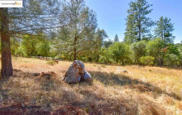 a view of a yard with a tree