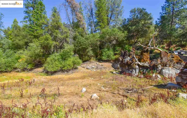 a view of a yard with plants and trees