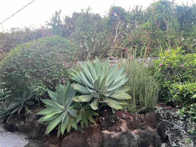 a view of a plant in a garden
