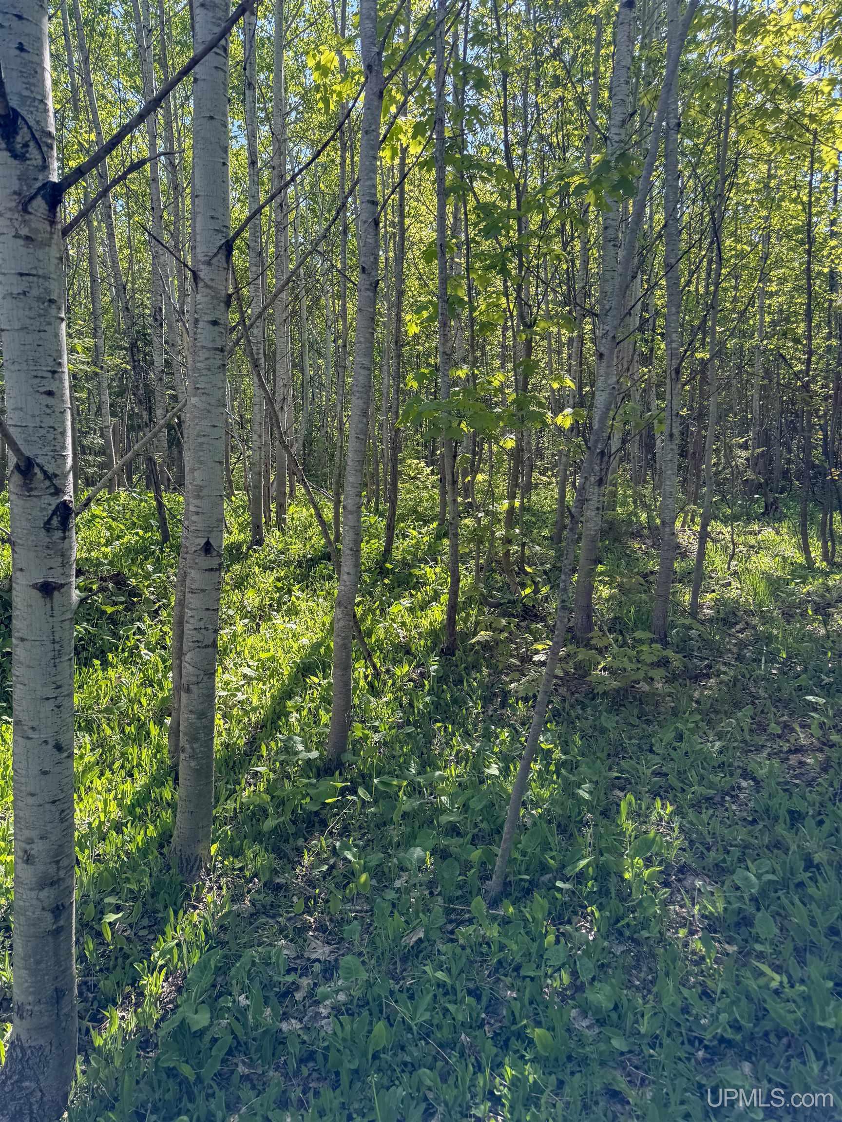 Lot A Gratiot River Road Calumet, MI 49913 - Photo 23 of 35