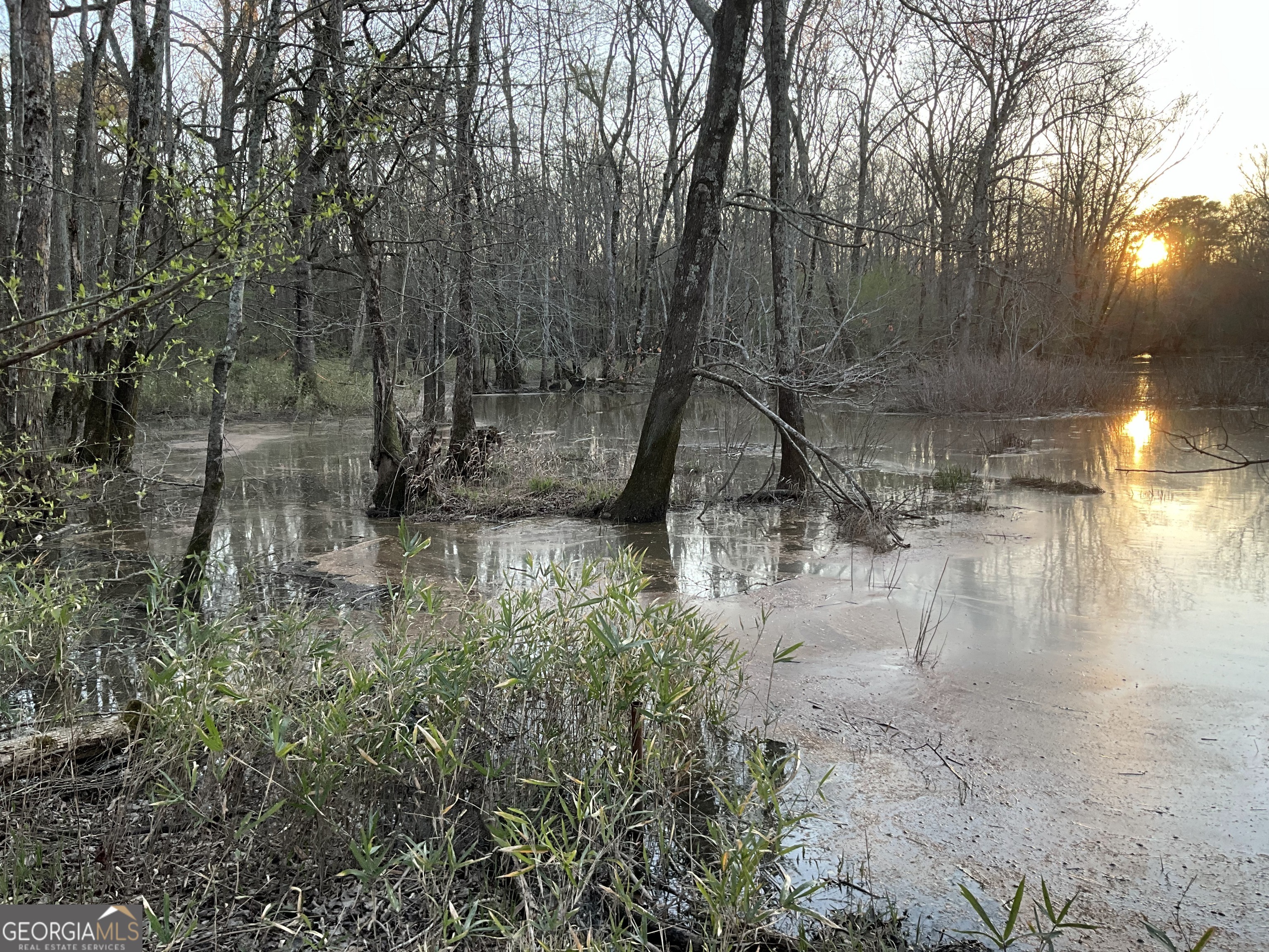 a view of a water fountain with large trees