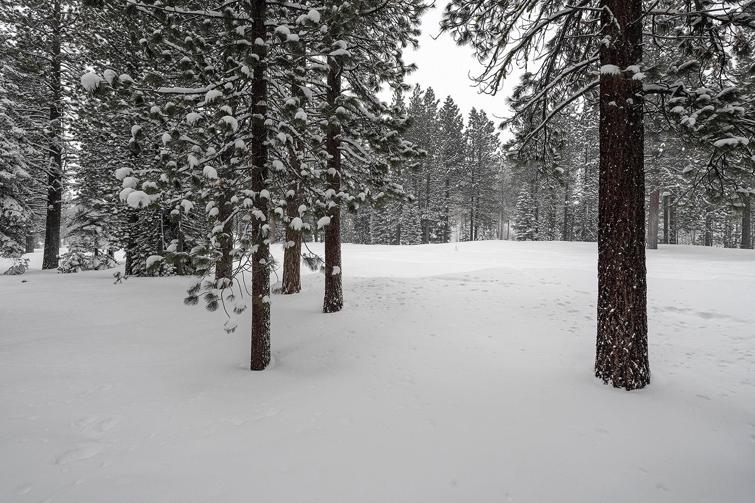 148 Basque Drive Truckee, CA 96161 - Photo 21 of 21 a view of outdoor space with trees