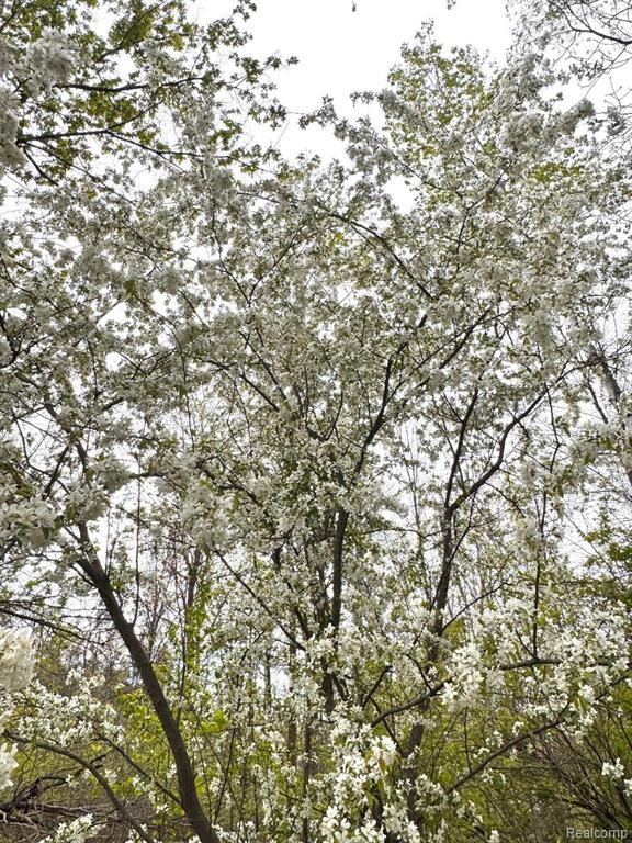 2325 Mertz Road Caro, MI 48723 - Photo 2 of 12