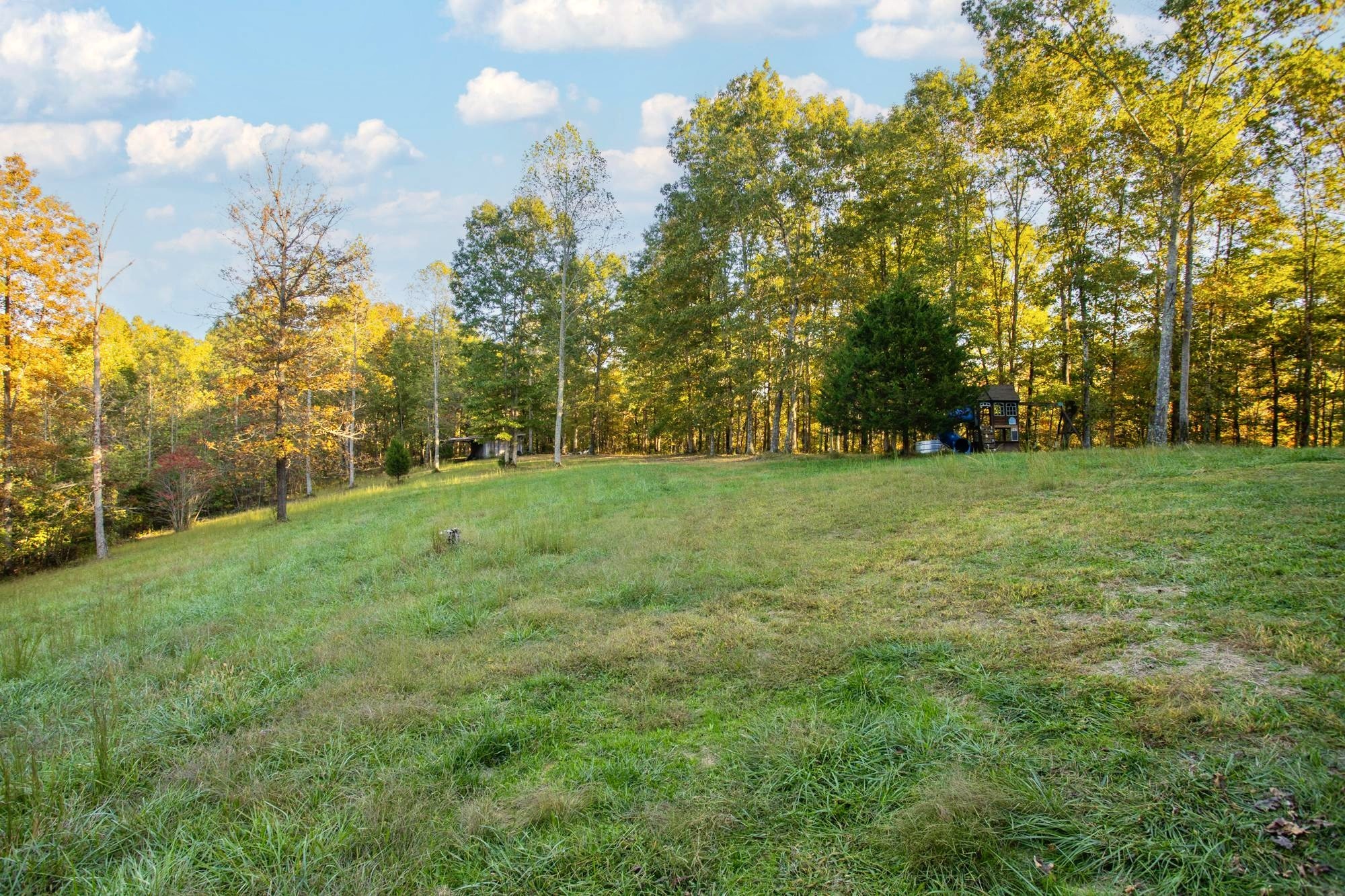 1420 Pack Road White Bluff, TN 37187 - Photo 38 of 47 a view of a trees with a big yard