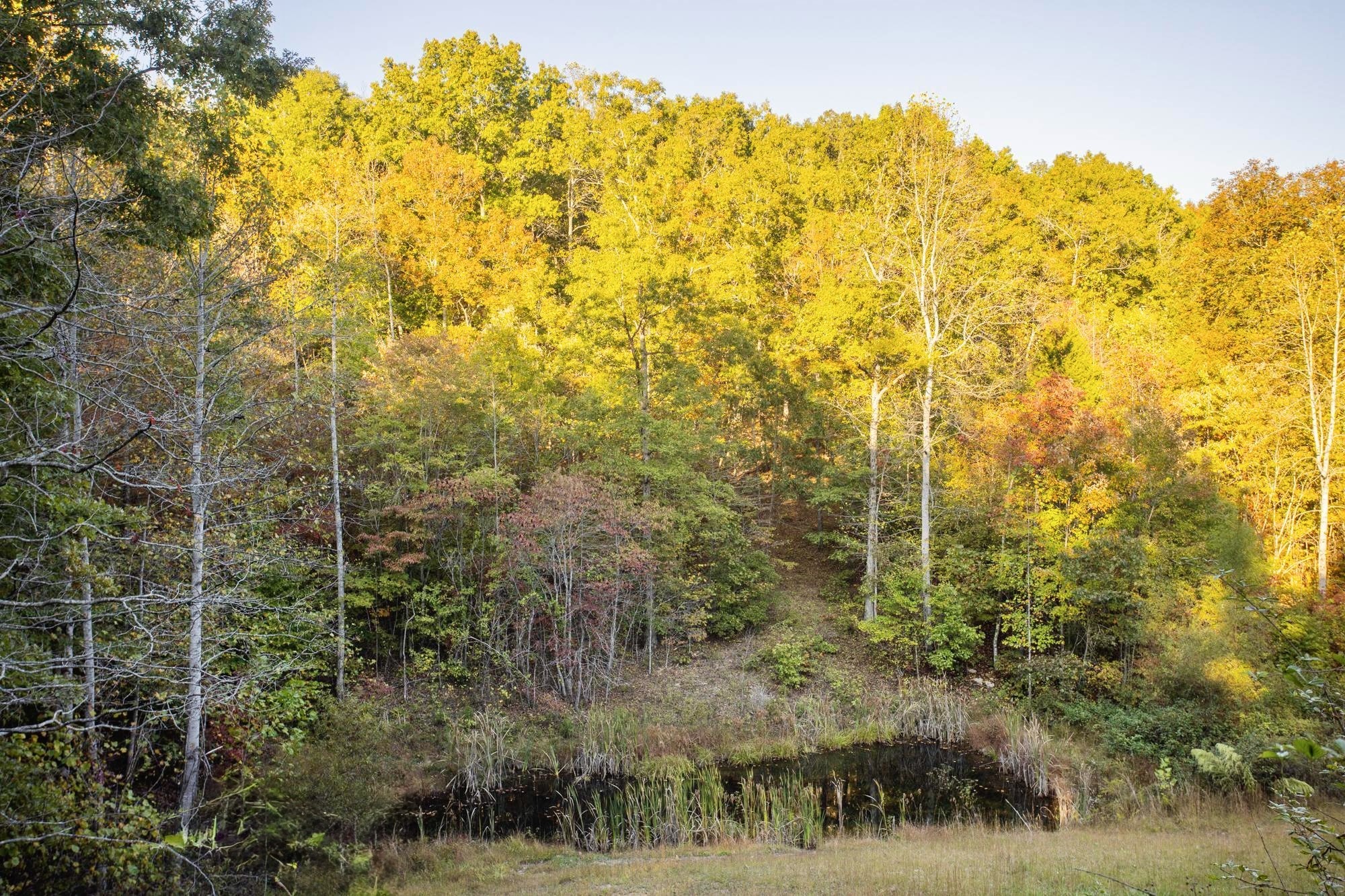 1420 Pack Road White Bluff, TN 37187 - Photo 39 of 47
