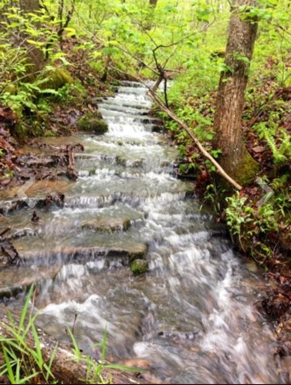 1420 Pack Road White Bluff, TN 37187 - Photo 42 of 47 a view of a yard with plants and trees