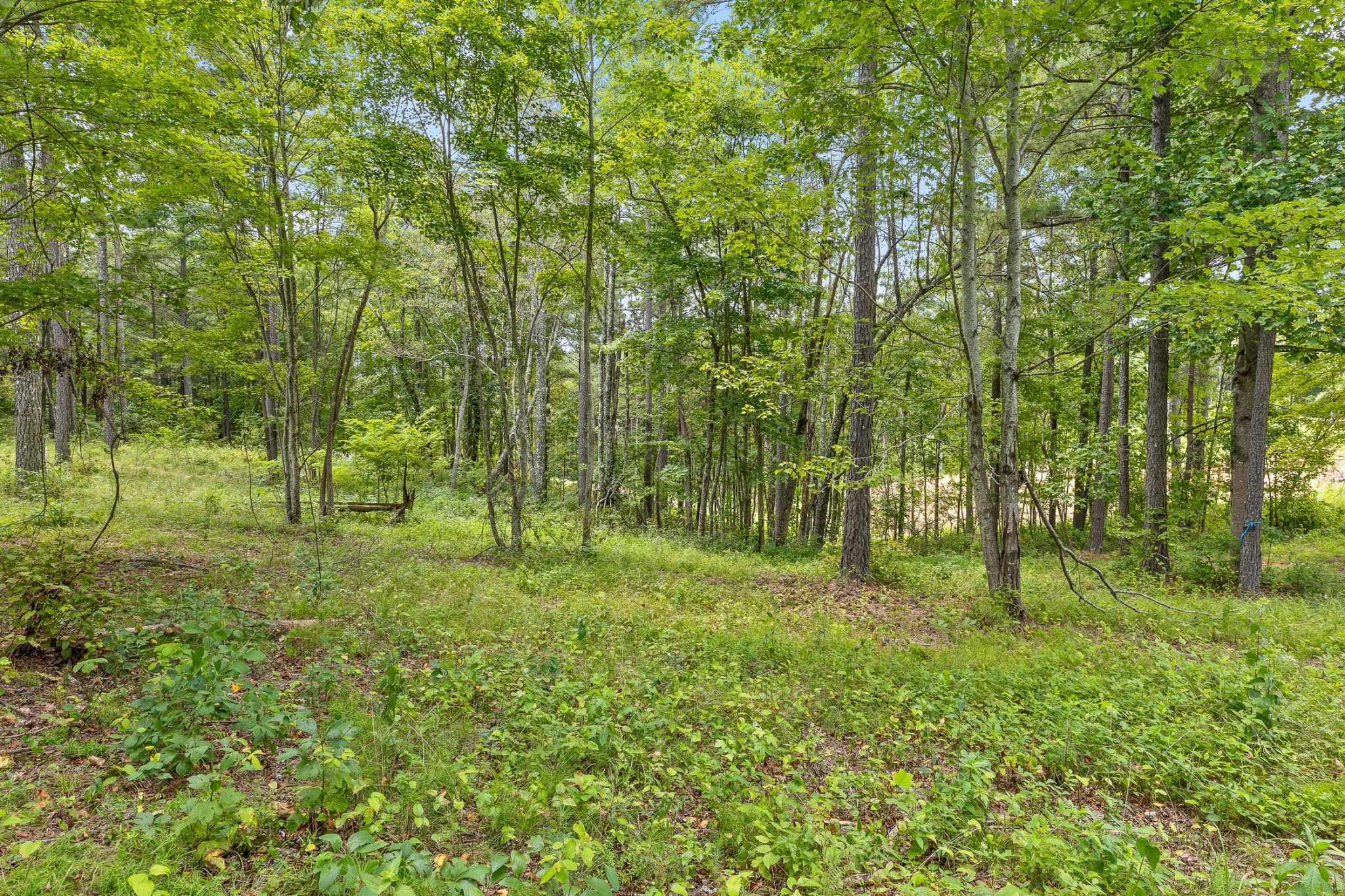 0 Treetop Street Guild, TN 37340 - Photo 16 of 36 Gallery Image 16