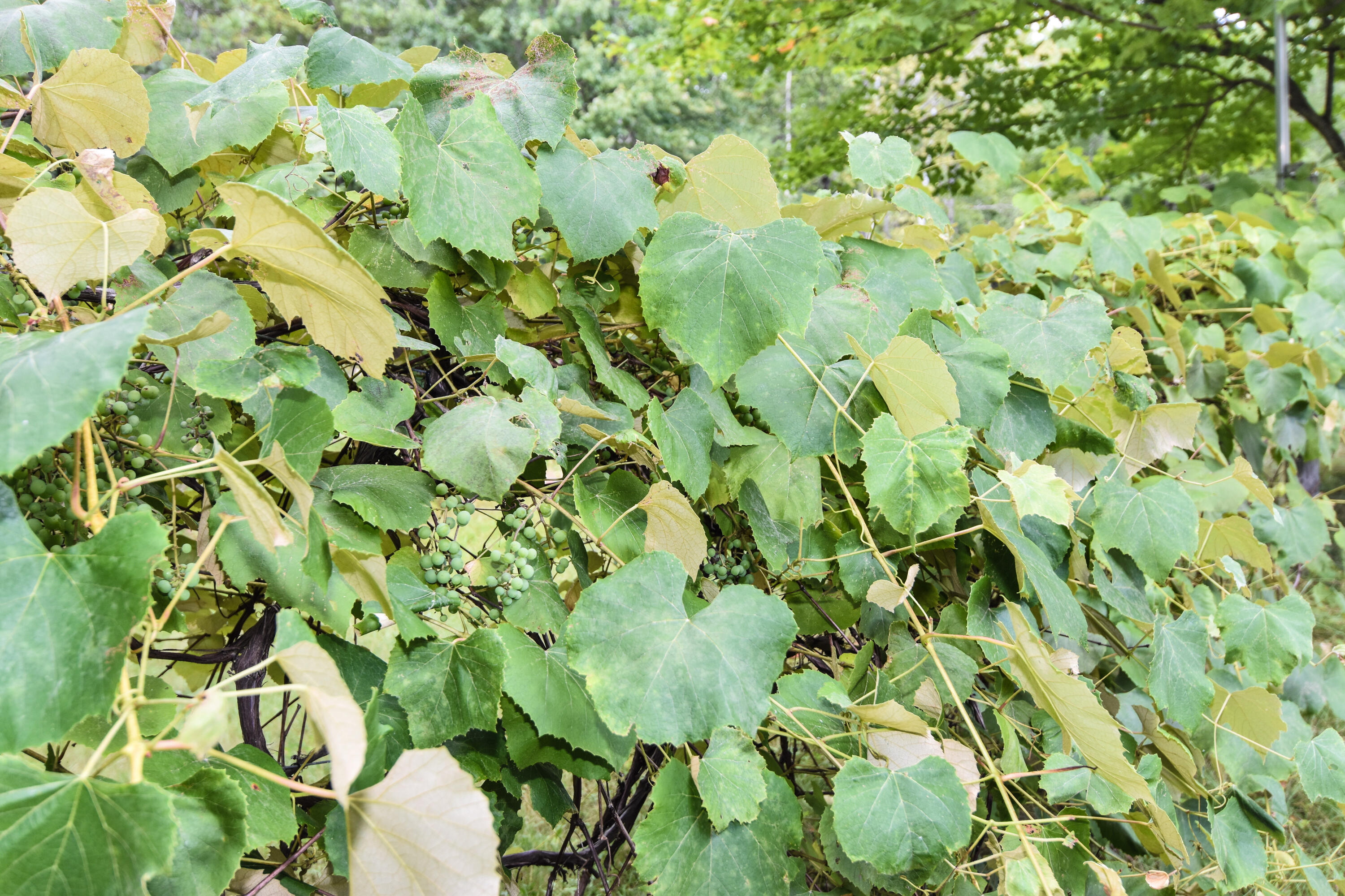 114 Grant Road Durham, ME 04222 - Photo 4 of 30 Native grapes