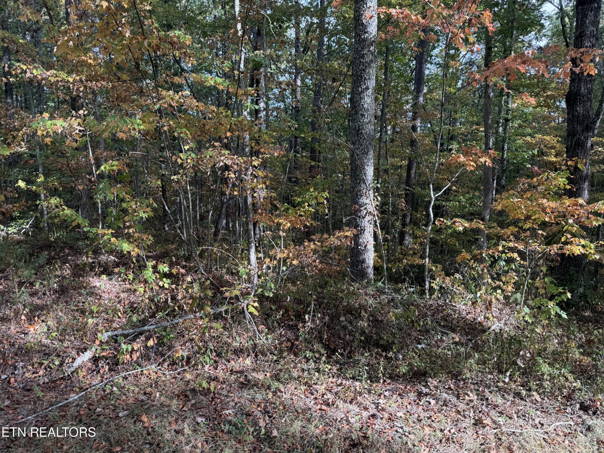 0 Copley Cemetery Road Jamestown, TN 38556 - Photo 5 of 7 Gallery Image 5