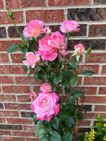 $500,000 | 10747 Red Pine Drive, Fishers, IN 46037