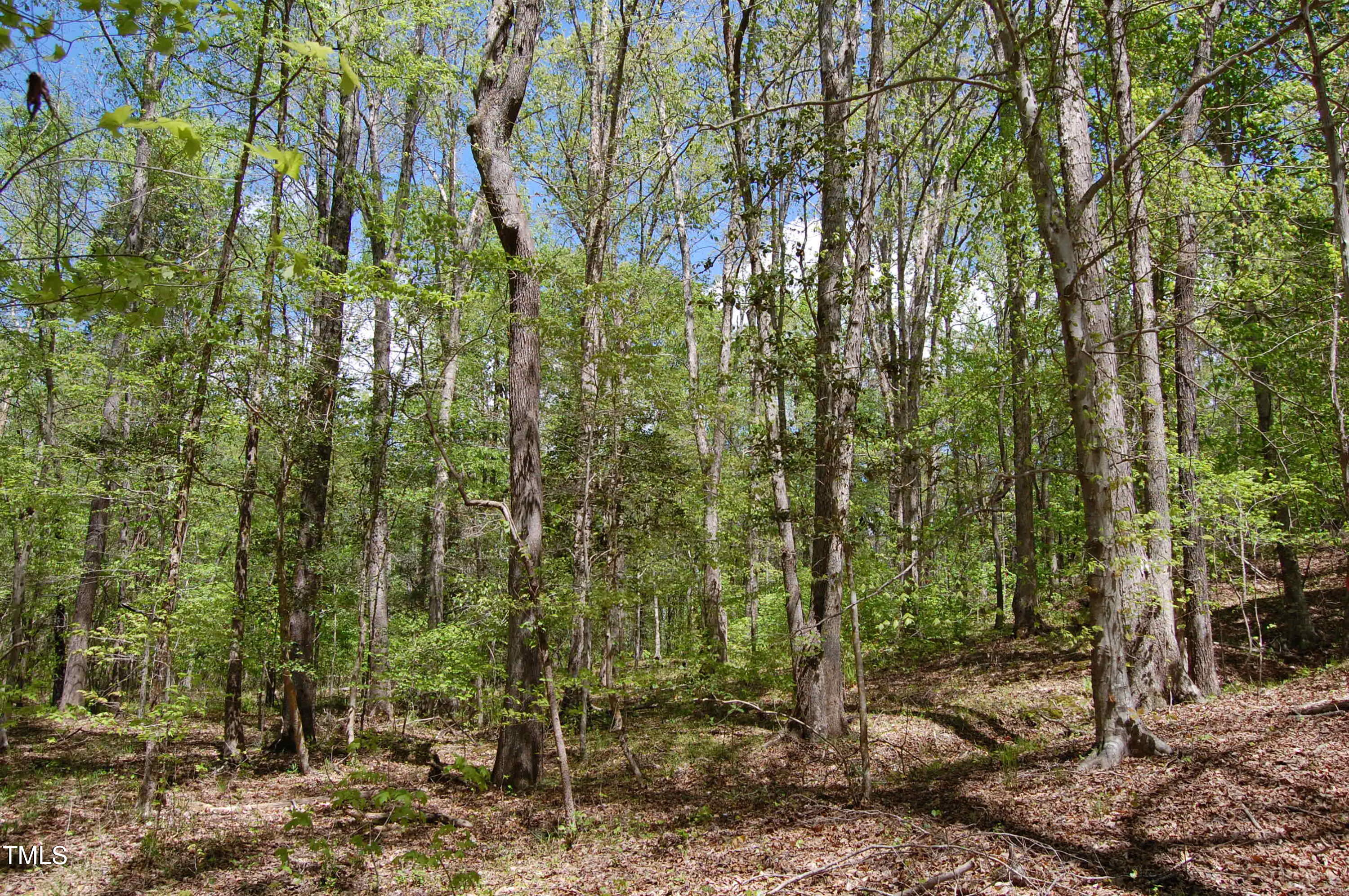 0 Egypt Mountain Road Kittrell, NC 27544 - Photo 7 of 13 a view of a forest