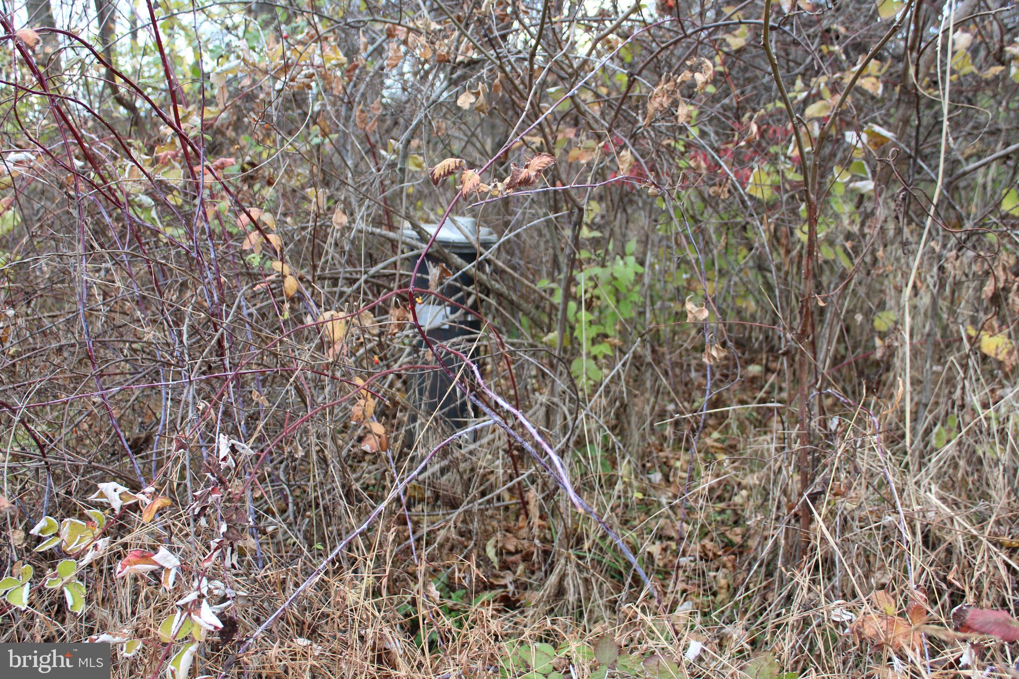 Lot 2 Farm View Drive Westminster, MD 21157 - Photo 44 of 44 a picture of tree