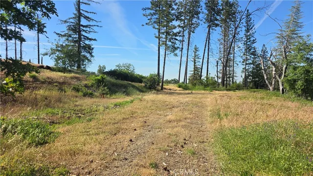 a view of a yard with plants and trees