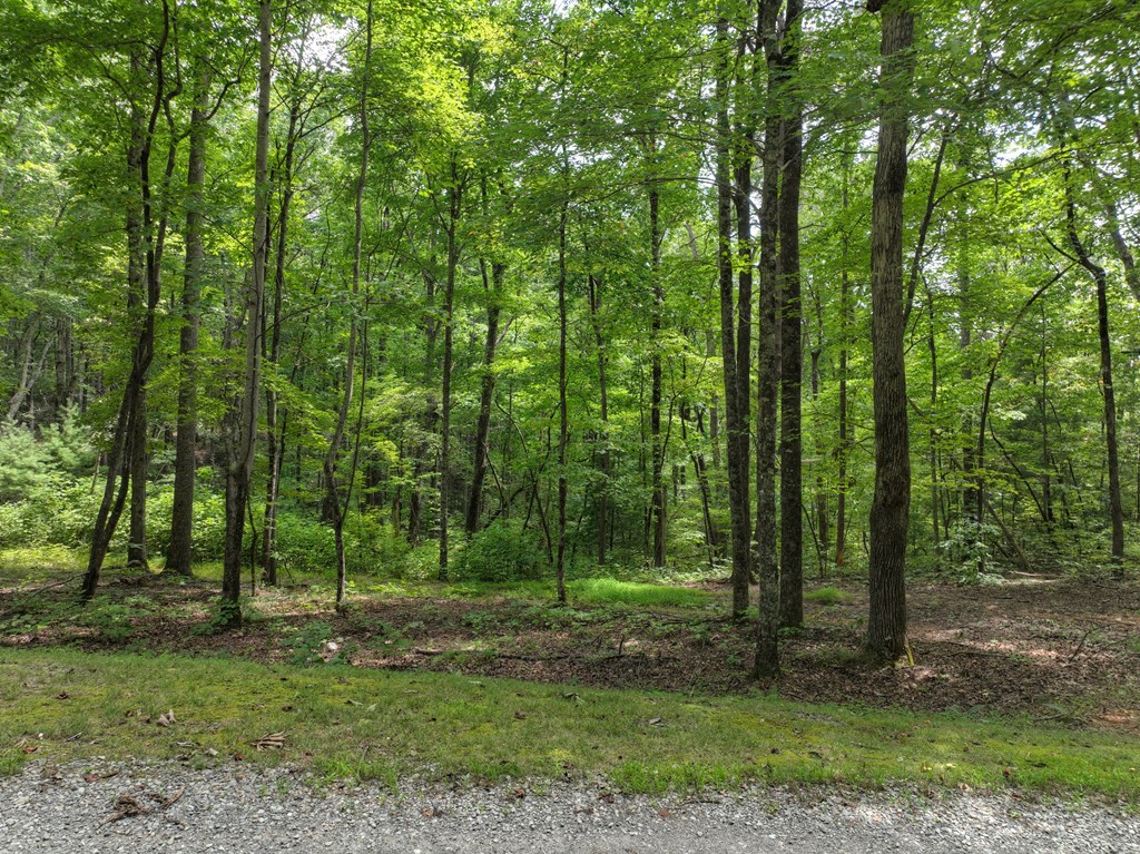27 R Tanager Trail Ellijay, GA 30536 - Photo 15 of 60 Current view to beginning of driveway .