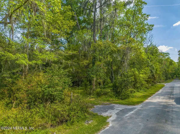 a view of a yard with plants and large trees