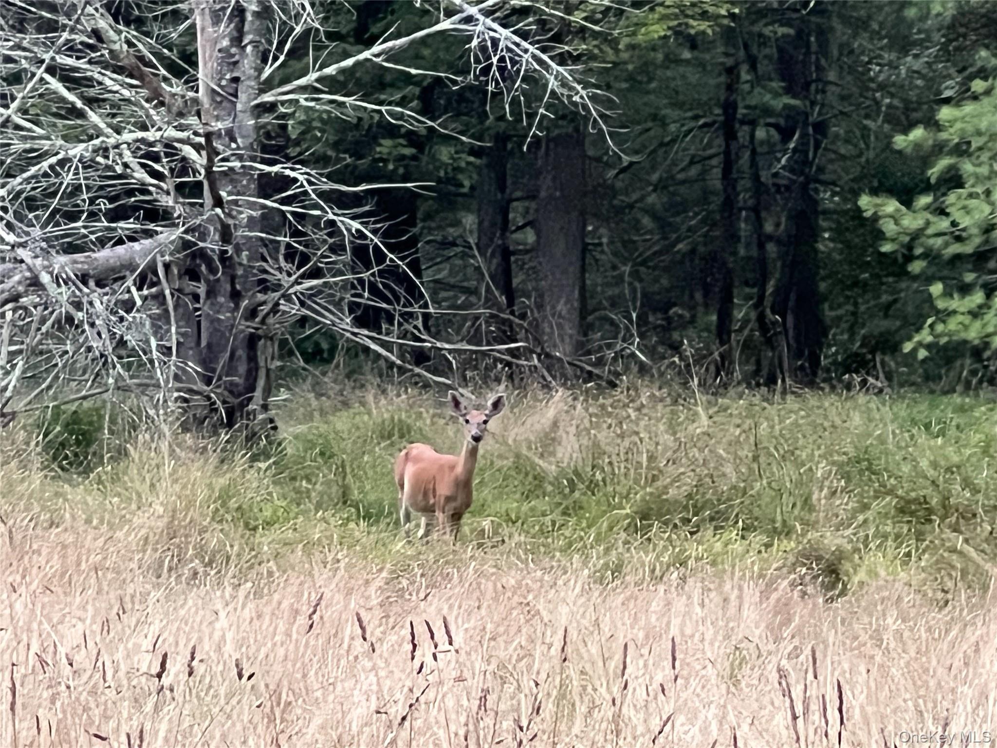 259 Lackawaxen Road Narrowsburg, NY 12764 - Photo 29 of 34 a view of a yard with table and chair