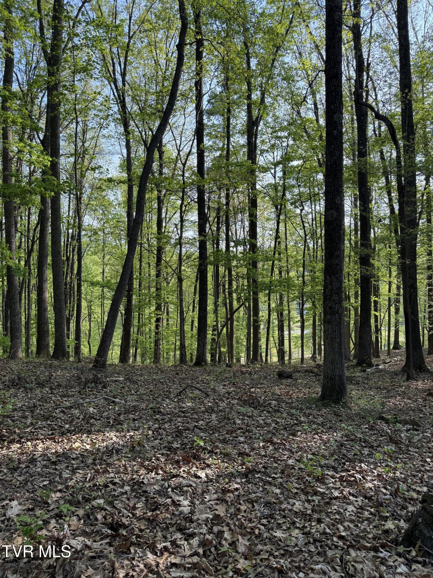 Tbd Bobs Hollow Road, Unit LOT 4 Elizabethton, TN 37643 - Photo 6 of 37 IMG_5240