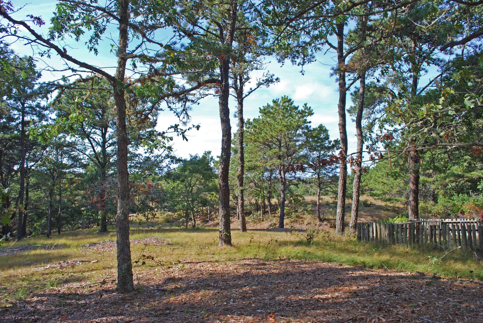 1 Dike Road Edgartown, MA 02539 - Photo 3 of 4 a view of a park that has large trees