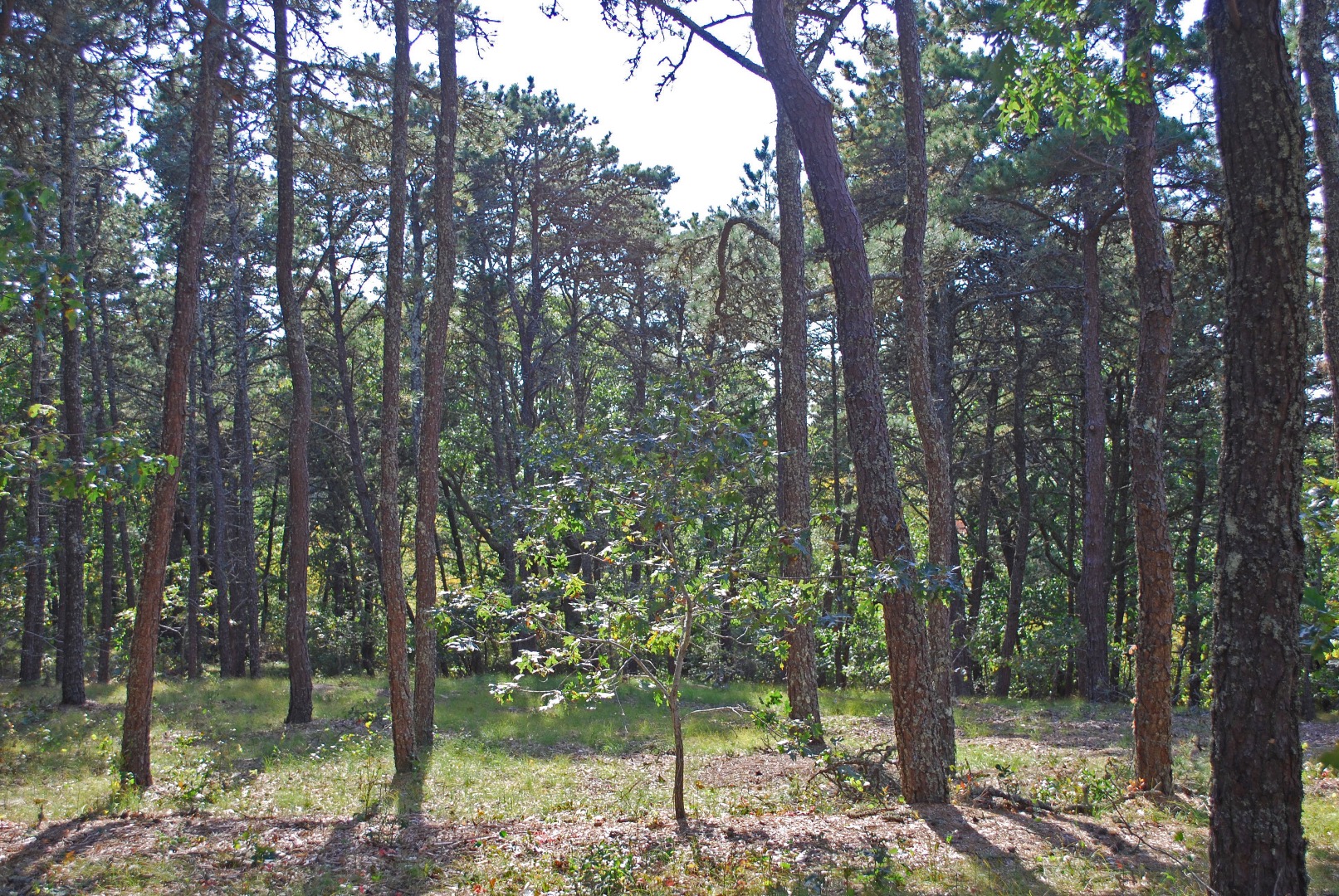 1 Dike Road Edgartown, MA 02539 - Photo 4 of 4 a view of forest