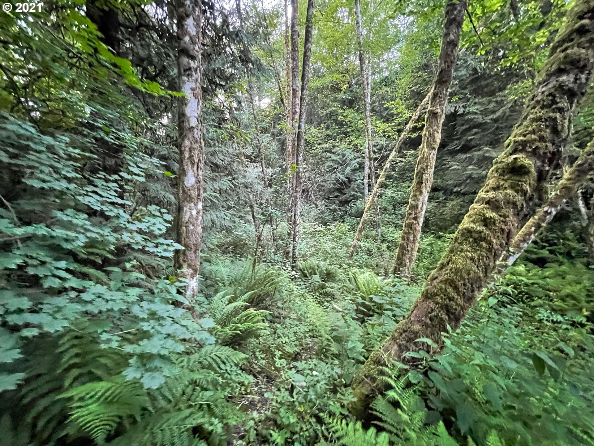 701 Gun Club Road Woodland, WA 98674 - Photo 19 of 23 Gallery Image 19
