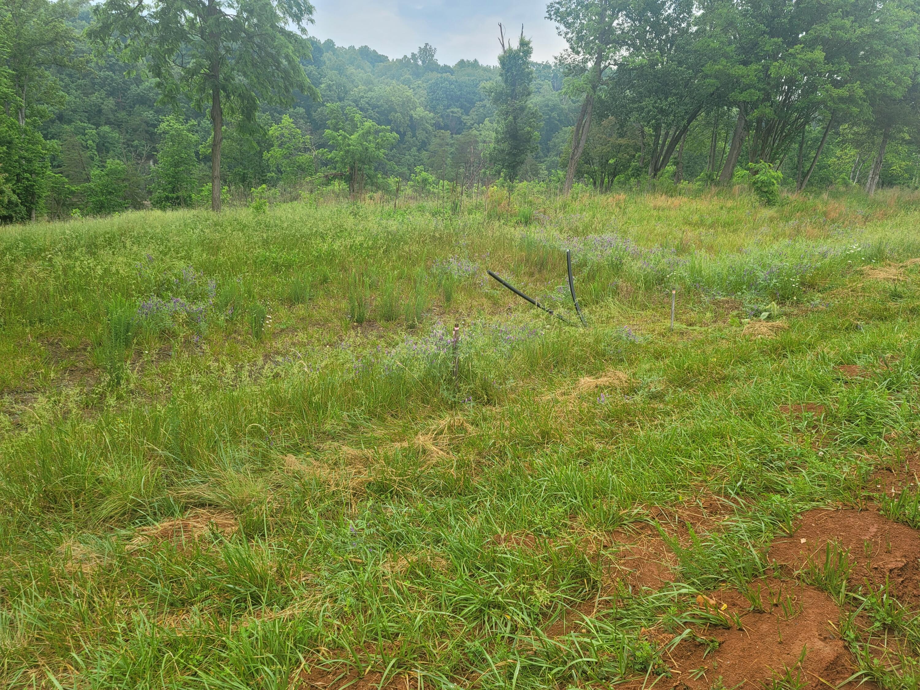 1953 Moorman Road Hardy, VA 24101 - Photo 5 of 10 a view of a lush green outdoor space with a lake view