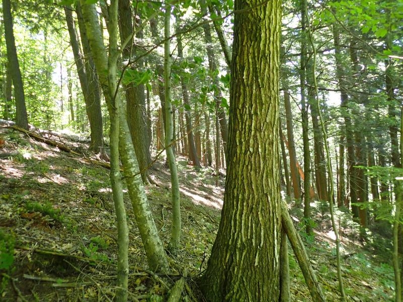 0 Green Mountain Road Waterbury, VT 05676 - Photo 11 of 16