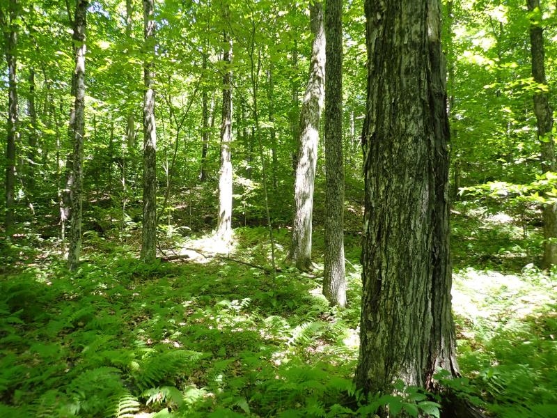 0 Green Mountain Road Waterbury, VT 05676 - Photo 14 of 16